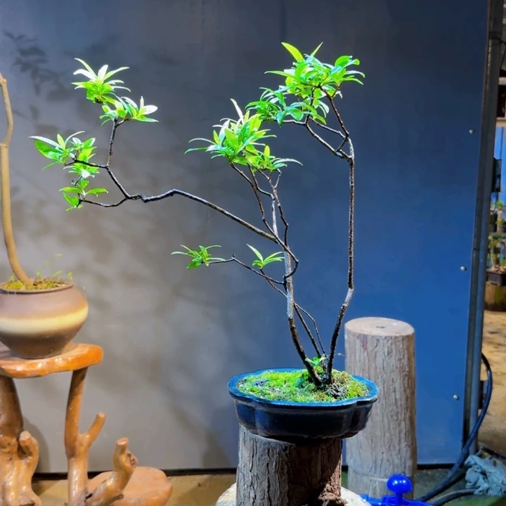 磊***陈完全开放海岛春花