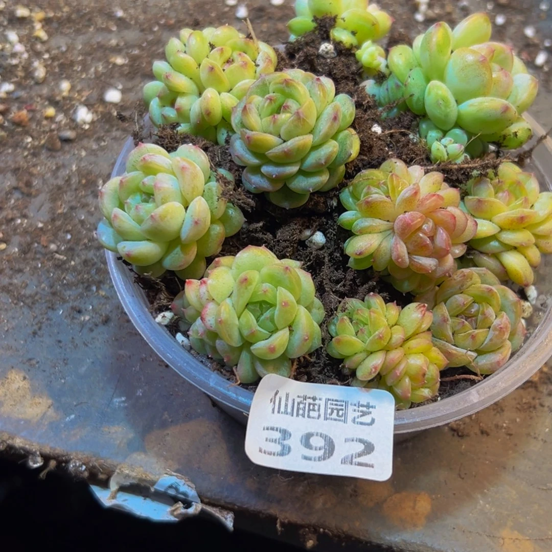 小***屋392是点点滴滴都非常纯粹