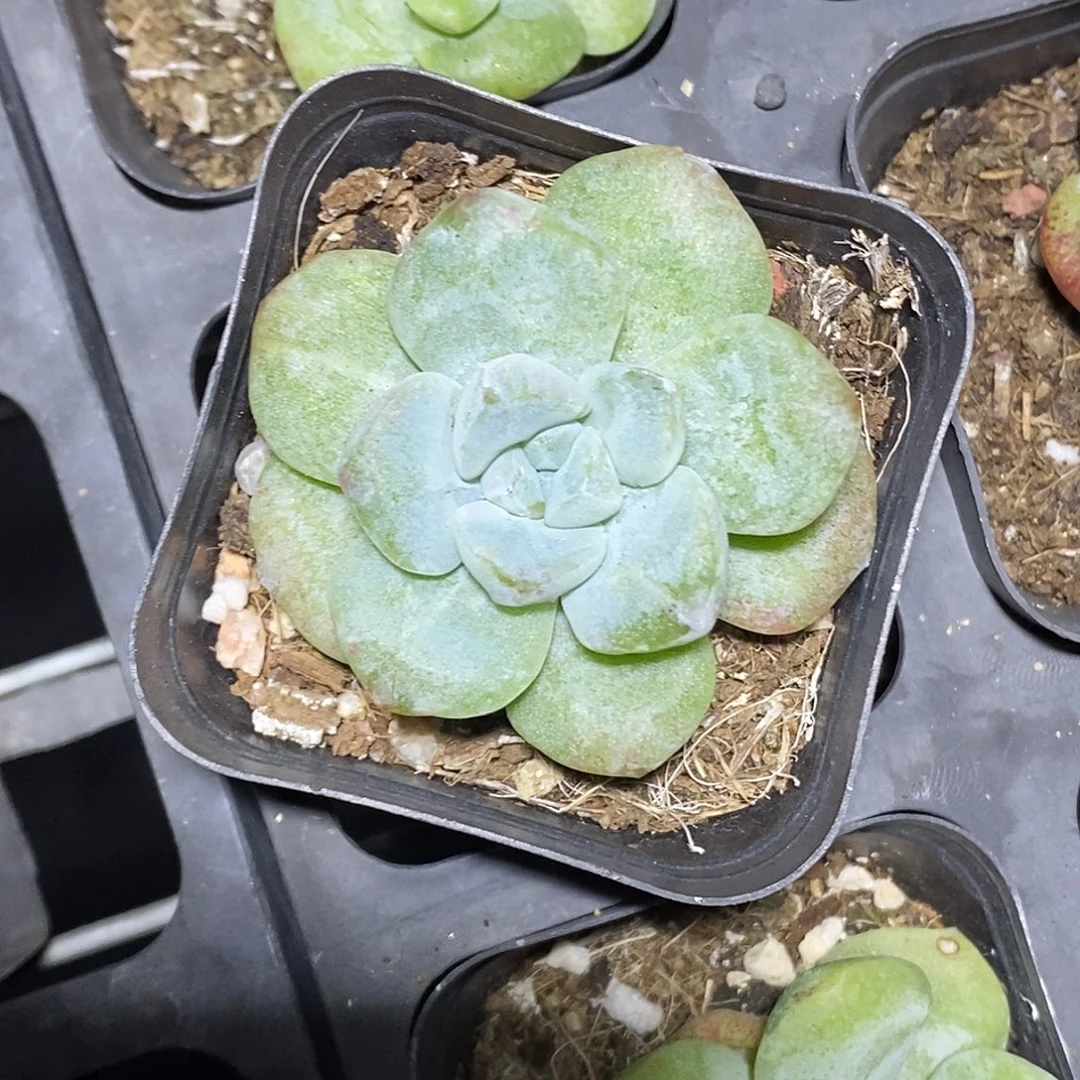 冰玉石化30包邮非偏远