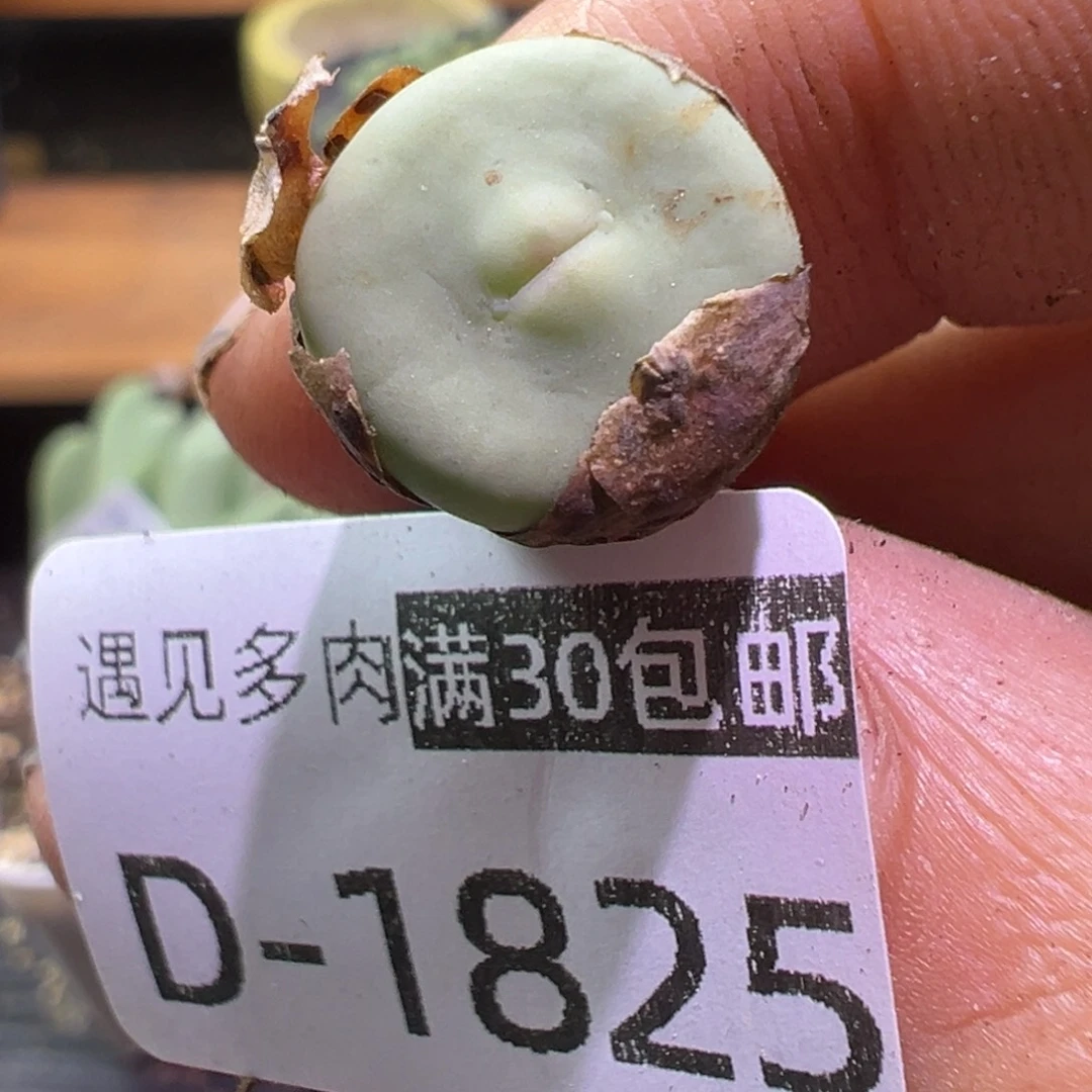 多肉植物111111111111