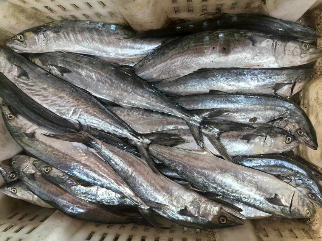 [海鲜妹]大连渤海湾野生燕鲅鱼，蓝点马鲛鱼（有破肚介意勿拍）