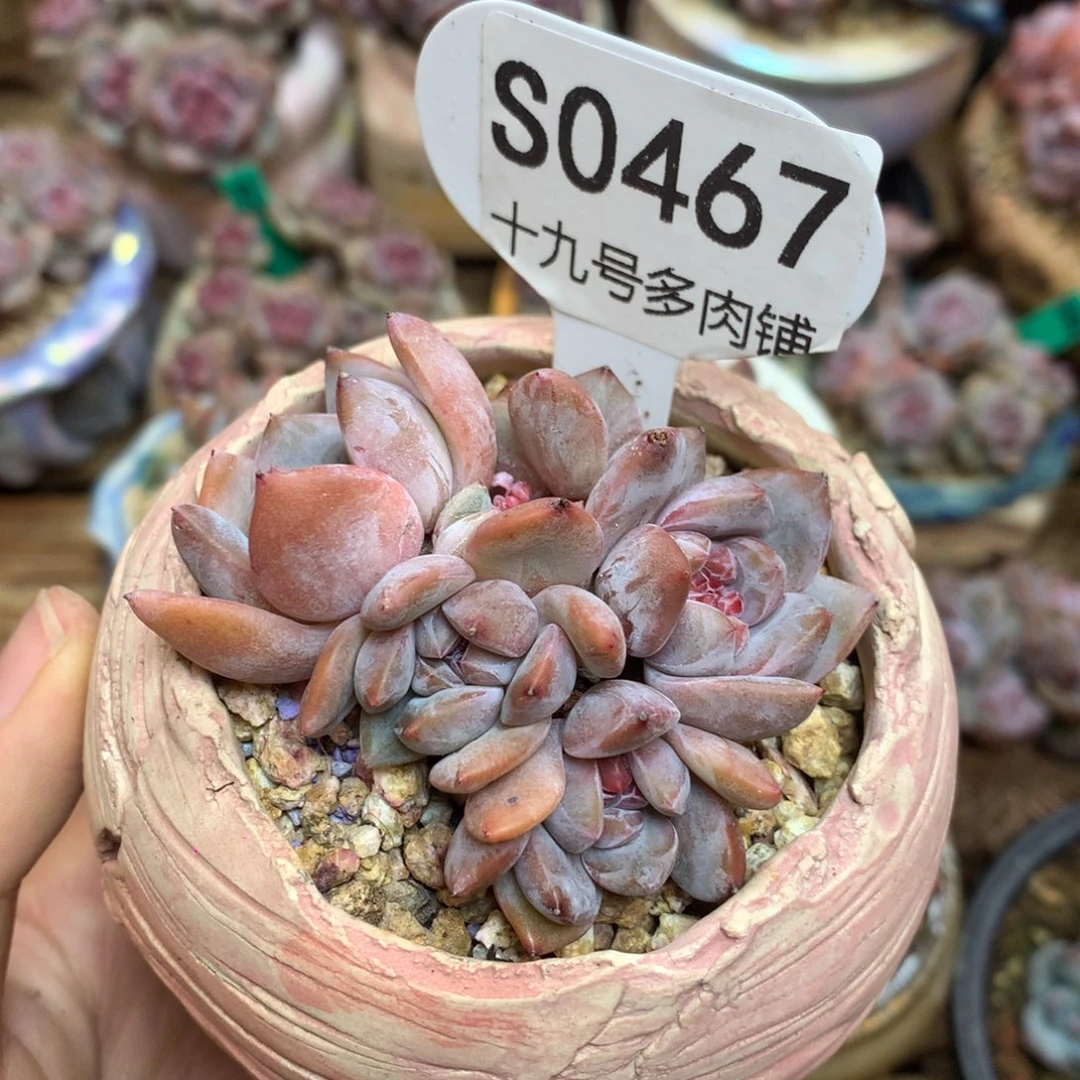 P***％S0467 pone 专拍星影