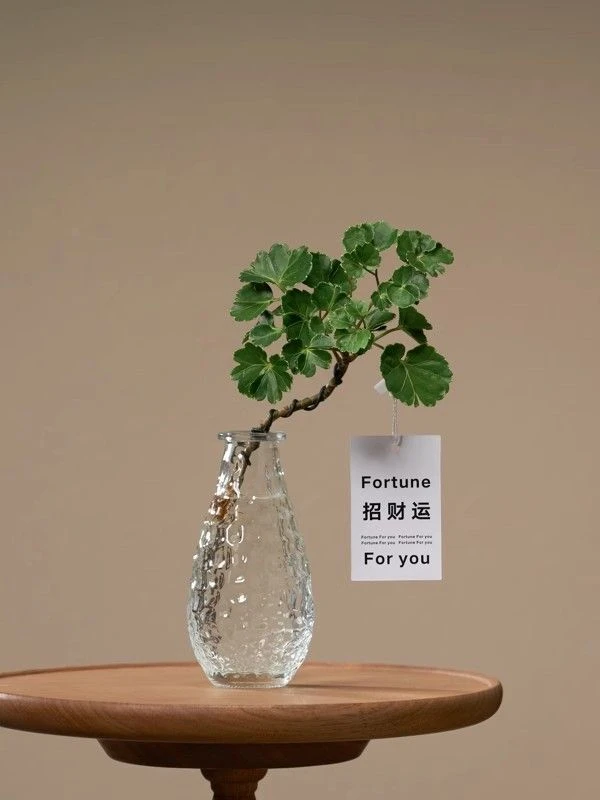 水培圆叶福禄桐钱多多花卉绿植盆栽客厅桌面茶几室内懒人好养植物