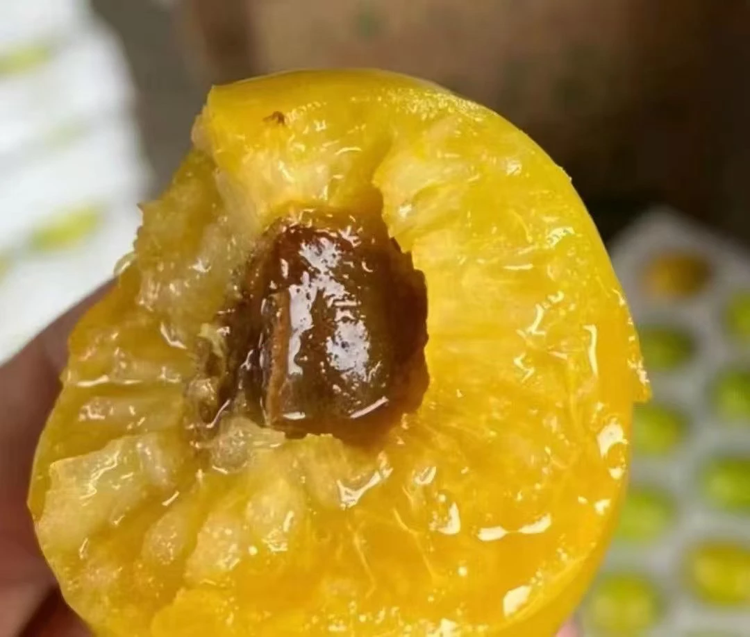 蜂蜜油杏现摘现发山上果子自然成熟