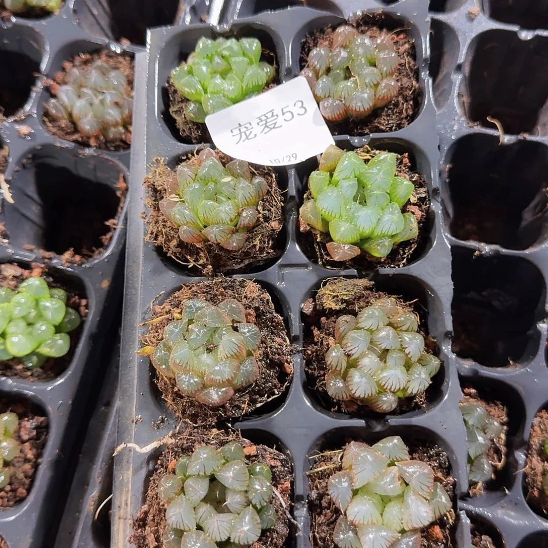 直播福利一物一拍53