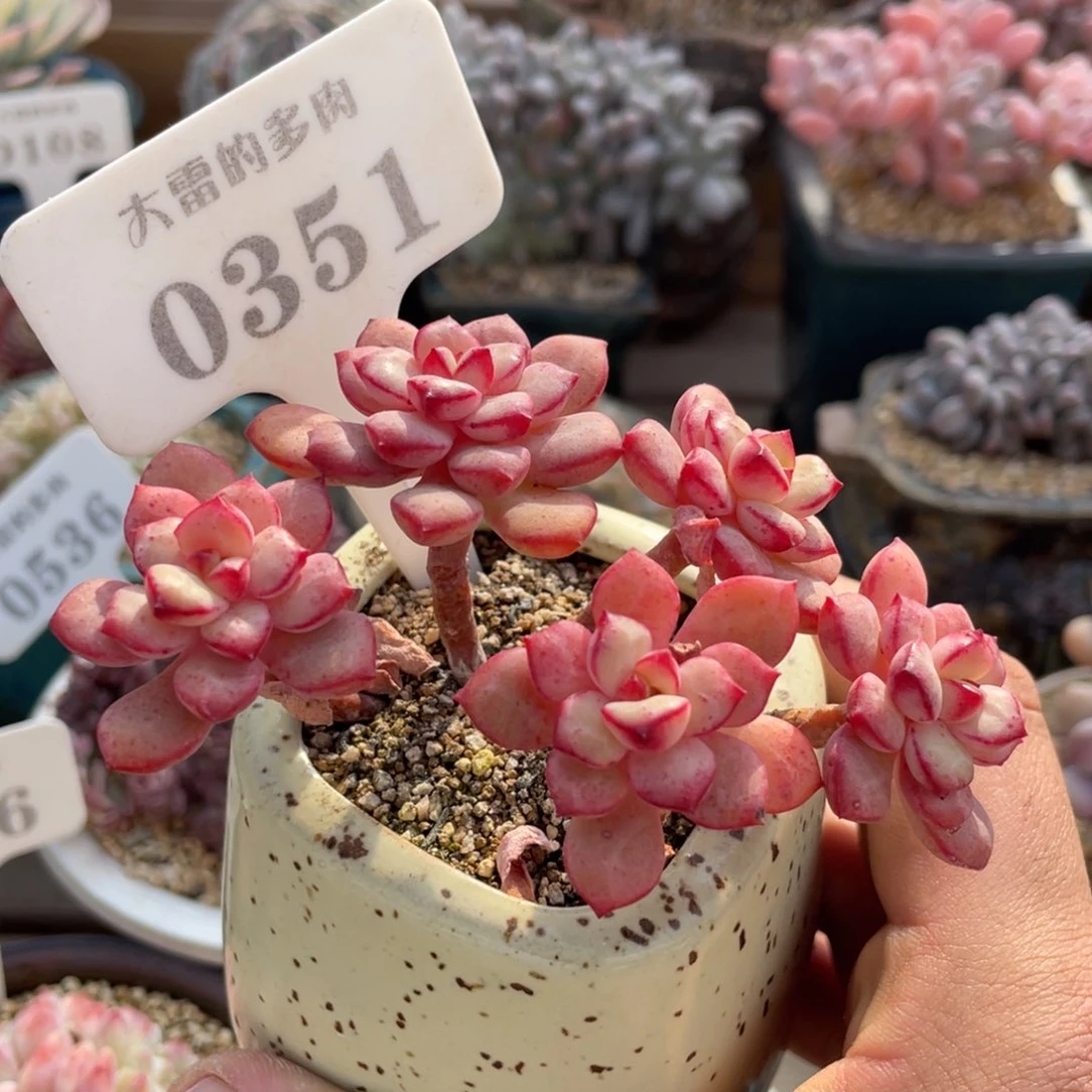 0351探戈不带盆9厘米