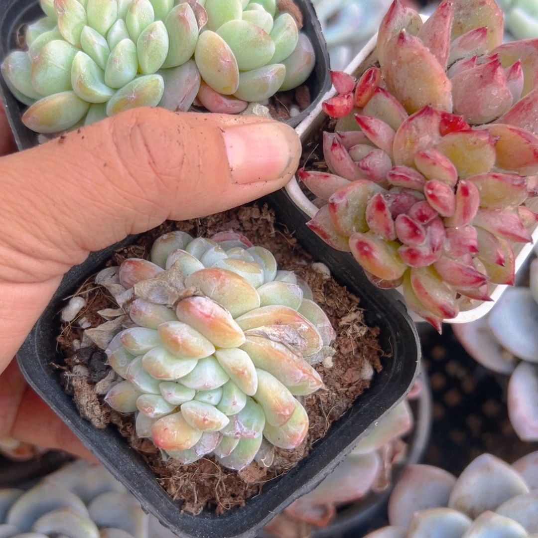 西*冰玉缀两颗精品多肉