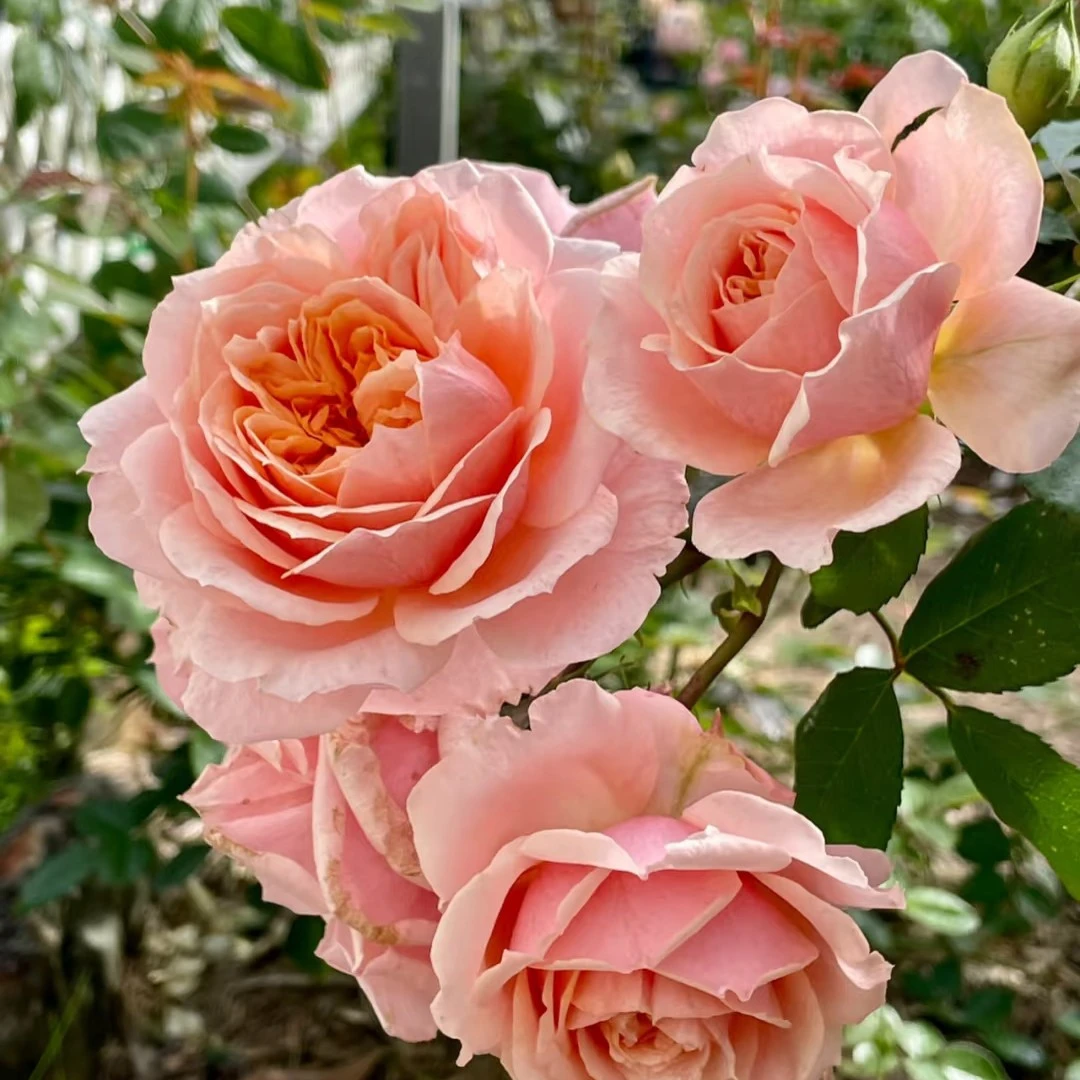 保罗里斯大苗强香四季