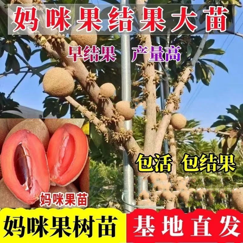 新品种马加纳妈咪果树苗适合南北方种植盆栽庭院家庭大果