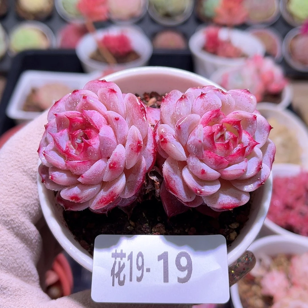 花利美19-19天鹅绒