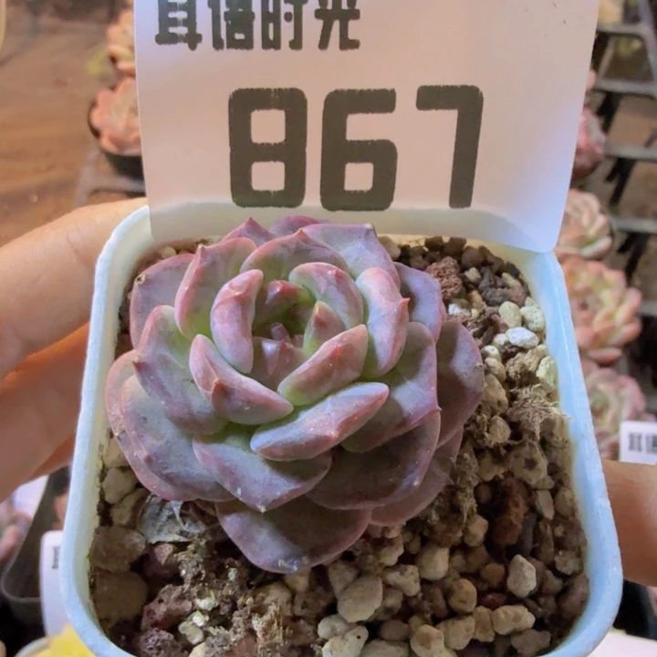 867.qqqqqwwwwwwwwww