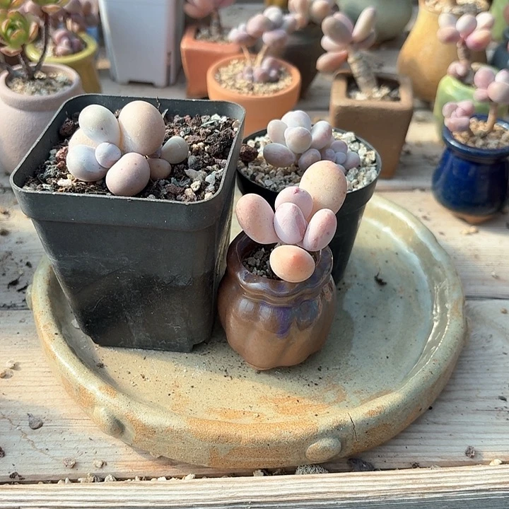 韵*x b x x g g d f h y 178