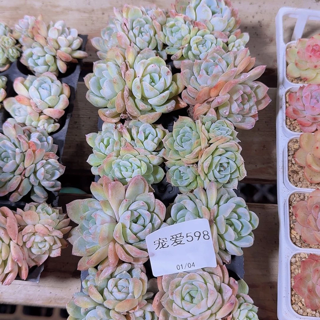 直播福利一物一拍598