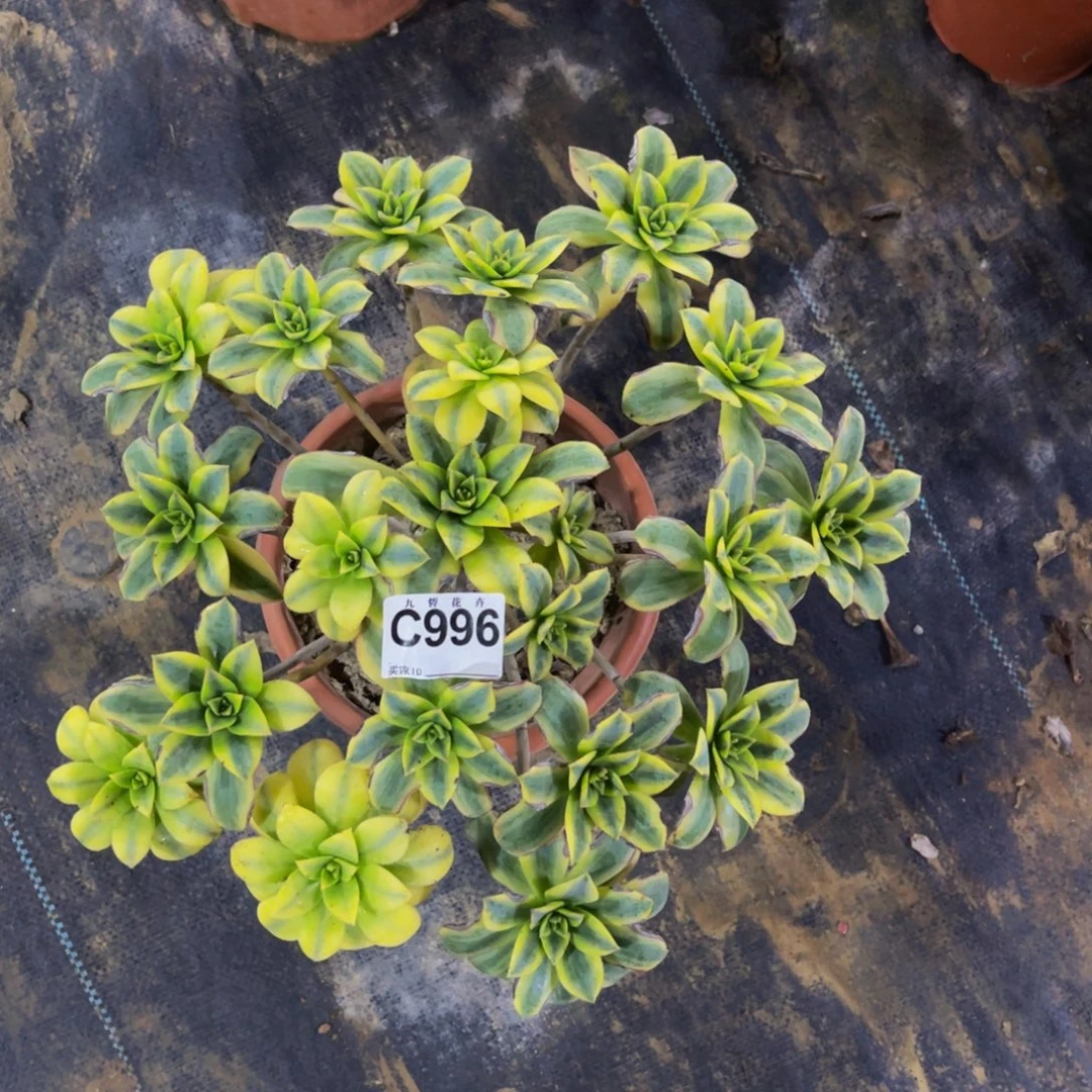 99600星爆可以拍拍拍