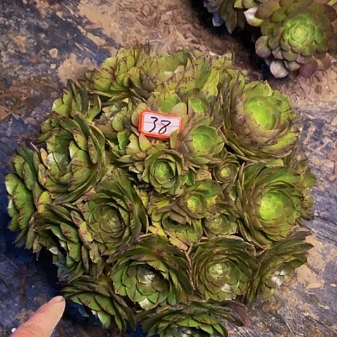 万拉丝老桩绣球38链接