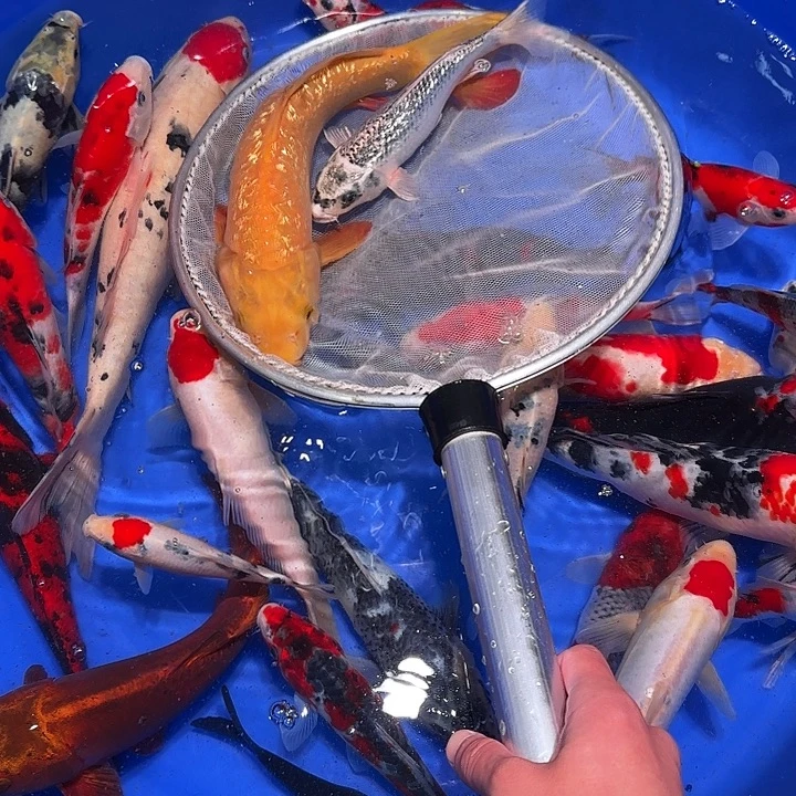 蚊***子海水鱼哈哈错过辜负你了我的