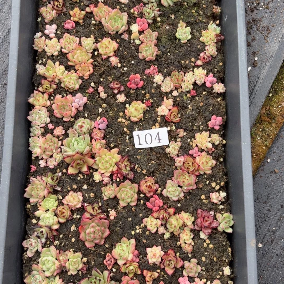 竹***^多肉植物多肉植物104