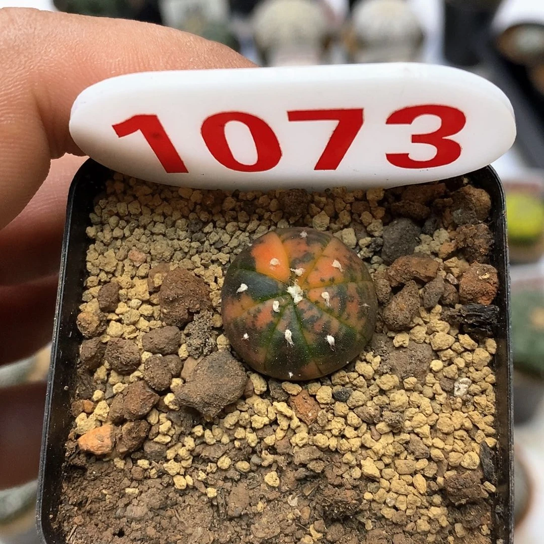 1073兜锦福利特价咯啦了