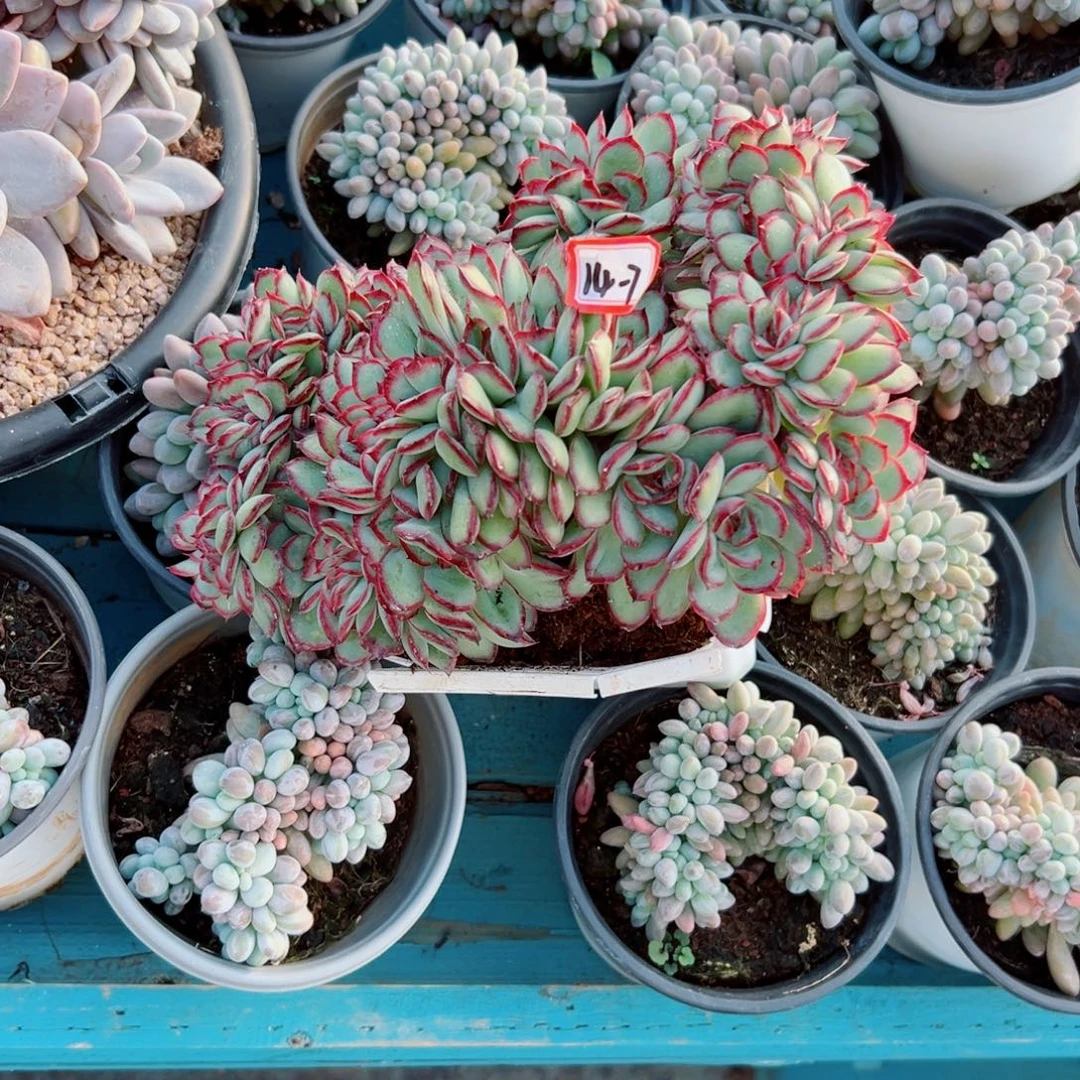 奥***蓬精品多肉植物老桩