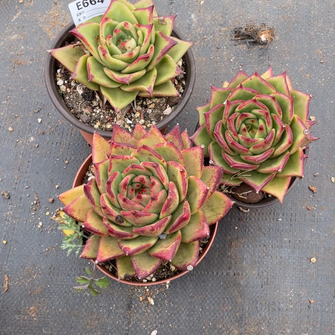 无花朵若如东云组拍E664