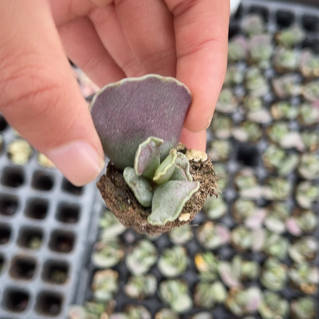 精品紫裤伯多肉植物