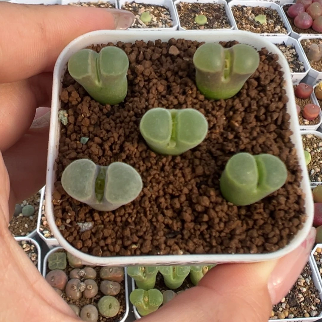 743风铃y400裸根发货