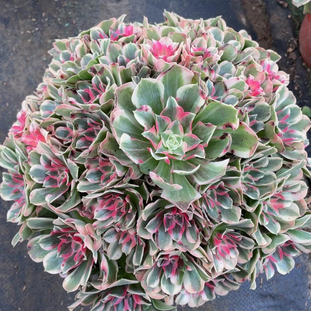 120男神精品老桩法师