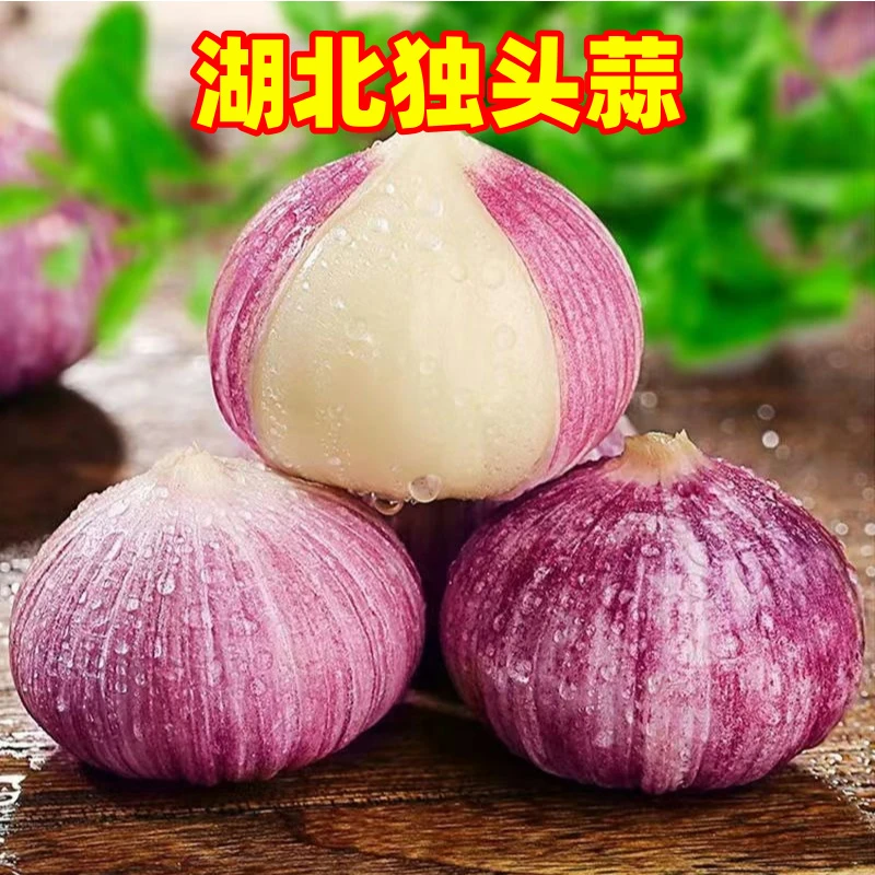 2025湖北独头蒜批发新鲜大蒜现挖新大蒜湿蒜独蒜圆头蒜1/2/3/5斤