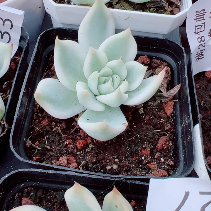吉娃娃锦多肉植物192