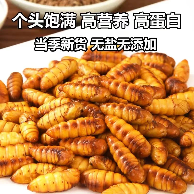 新鲜金丝蚕蛹鲜冷冻商用烧烤特级山东特产农家桑蚕黄金蝉蛹直发