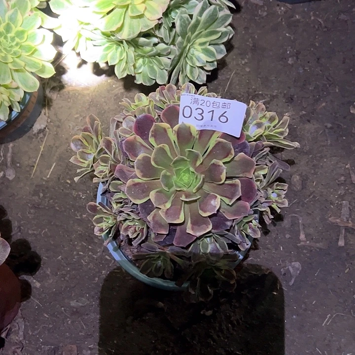 0316欧嘉莉多肉植物