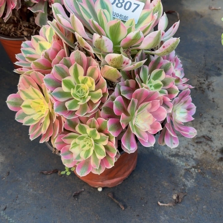 瑞妈多肉园艺807女巫，