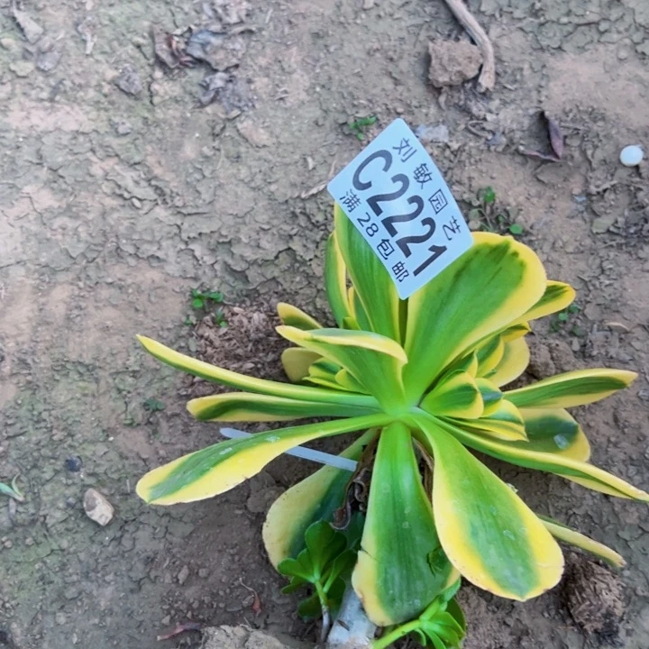 香炉盘黄锦砍头2221
