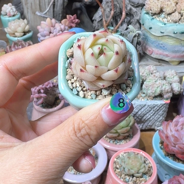 8 多肉含盆土 30元包邮 ➗偏远地区