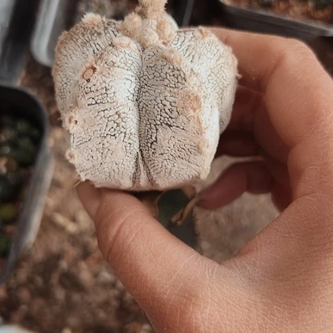 2475无根无根仙人球