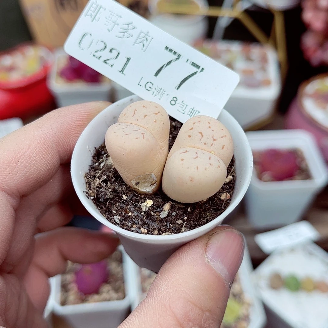 郎哥多肉生石花21-77