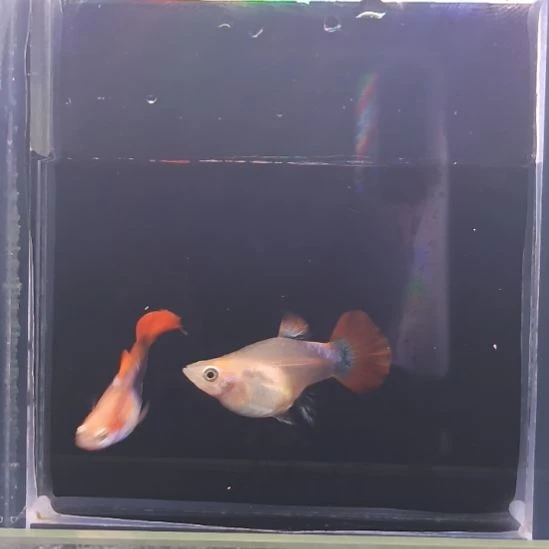 孔雀鱼品系孔雀鱼，自家繁育，一组一拍