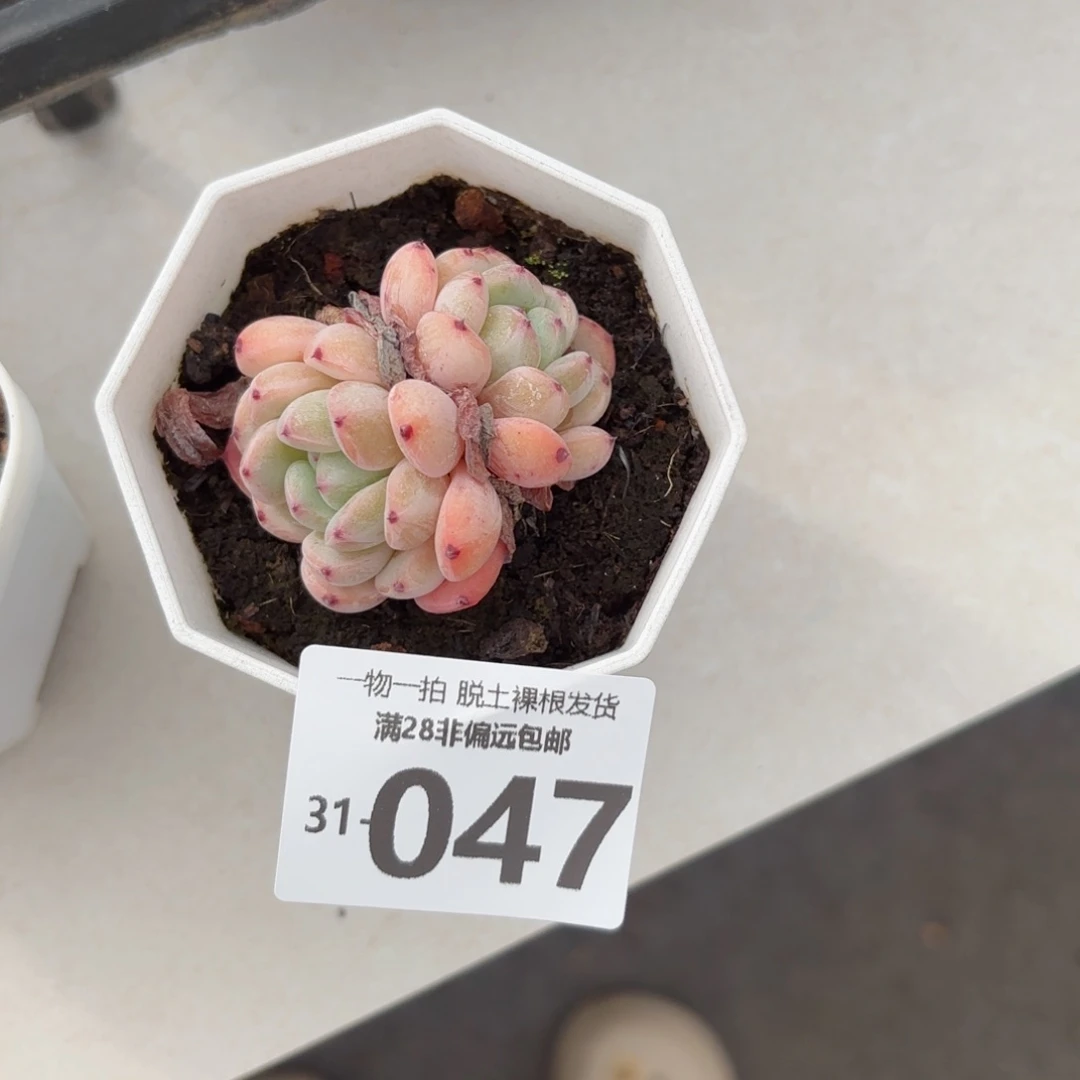 ?****?雪爪多肉多肉多肉