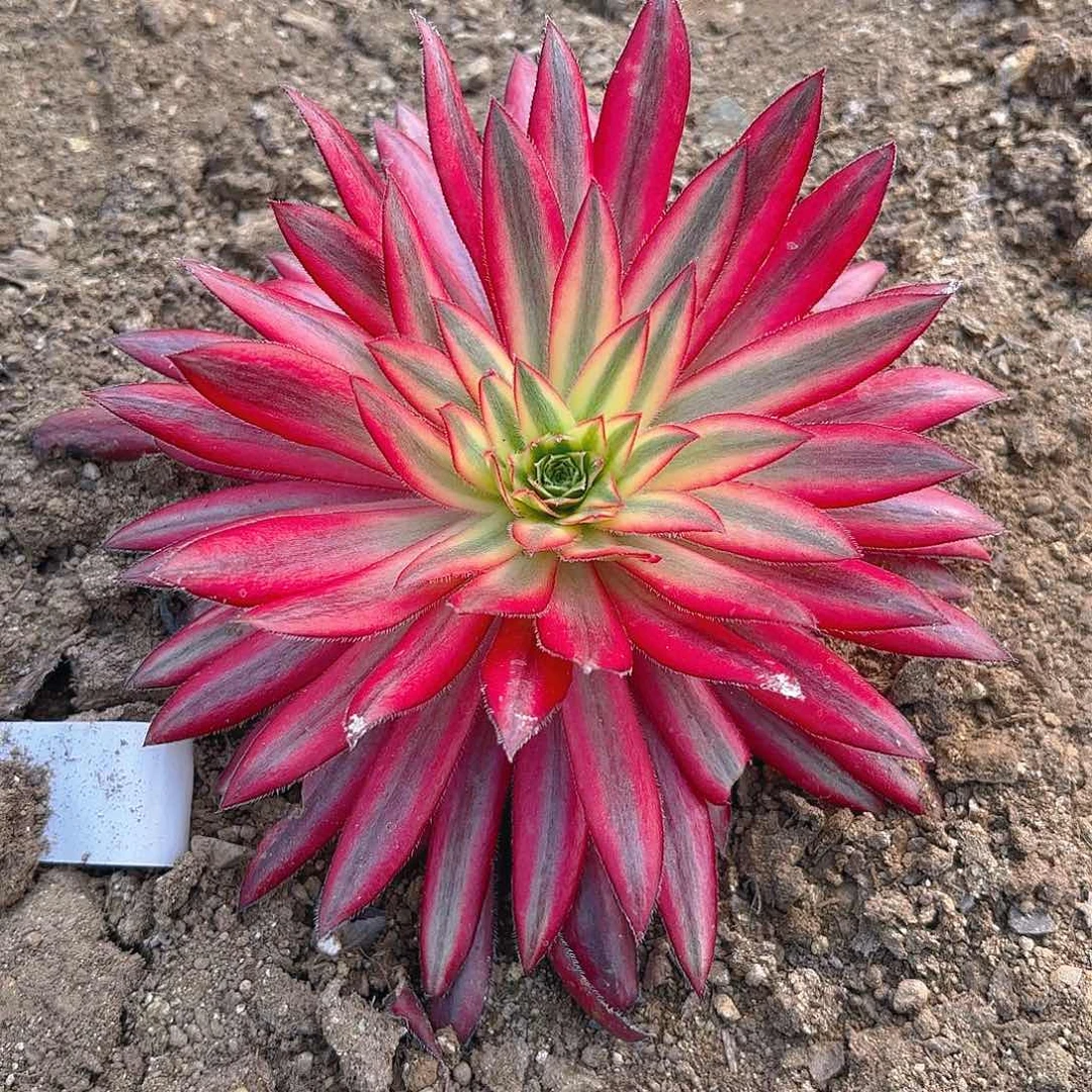 朱雀多肉植物群单头