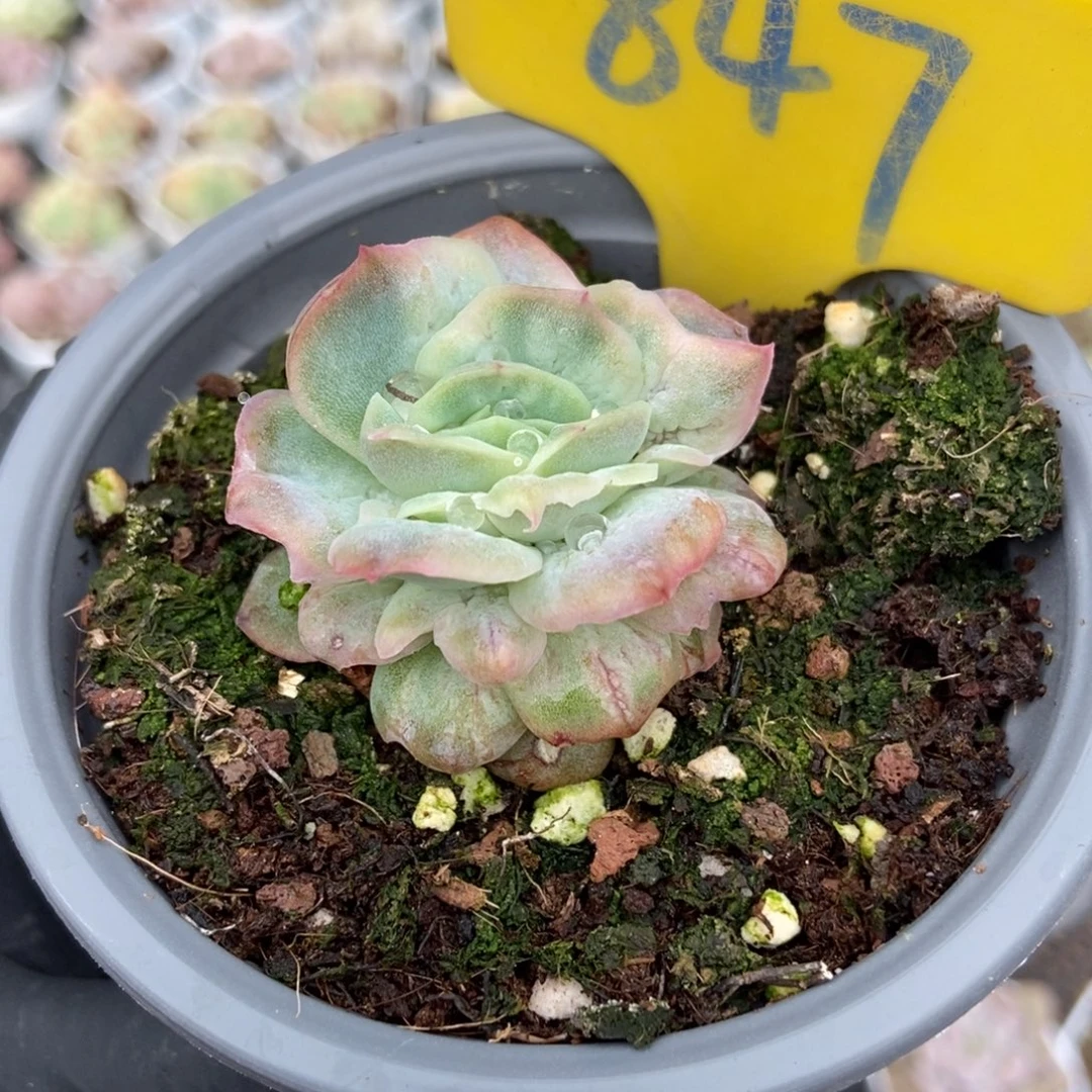 847泡泡纱多肉植物了多肉