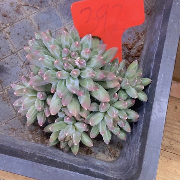 这么大个人都有女朋友