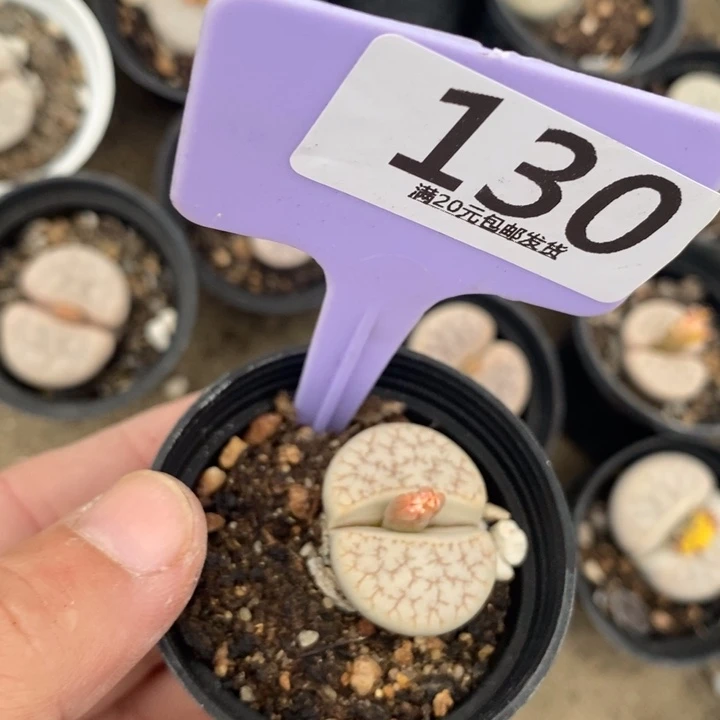 初***琪生石花等植物的130