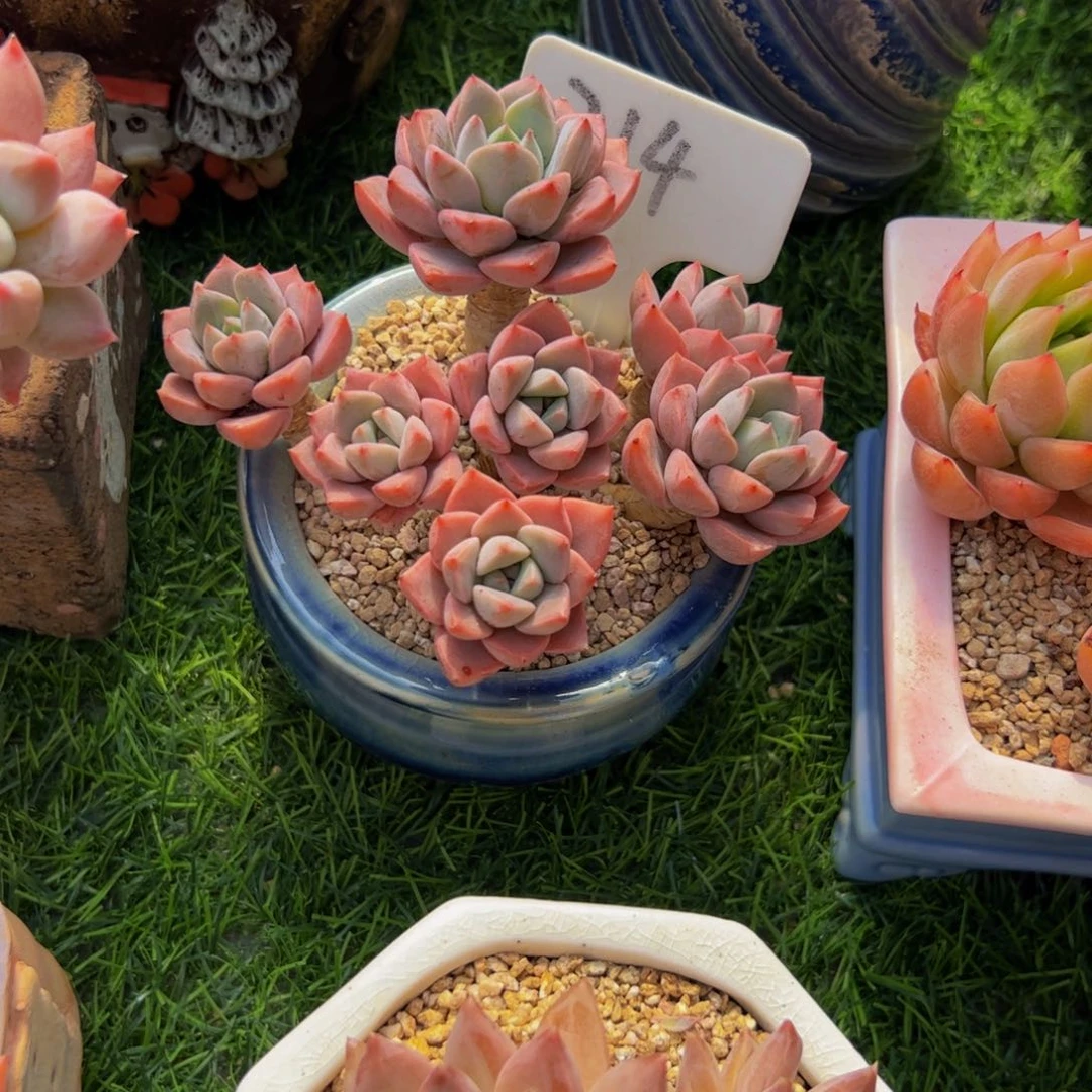 嘟*_小老桩红粉佳人多肉