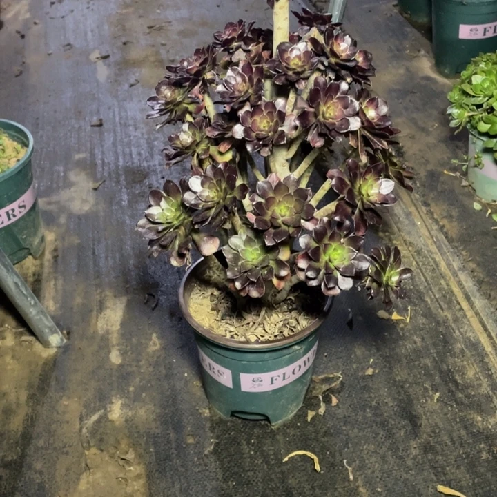 42黑法师多肉多肉植物多肉