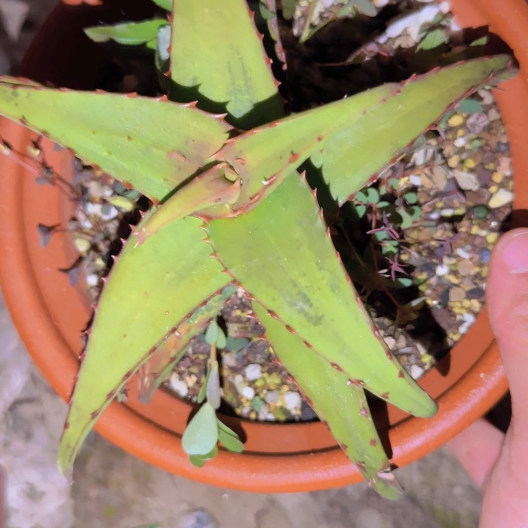 K***g块根植物块根植物