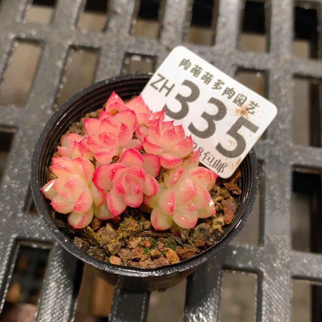 肉萌萌拇指盆精控多肉ZH335