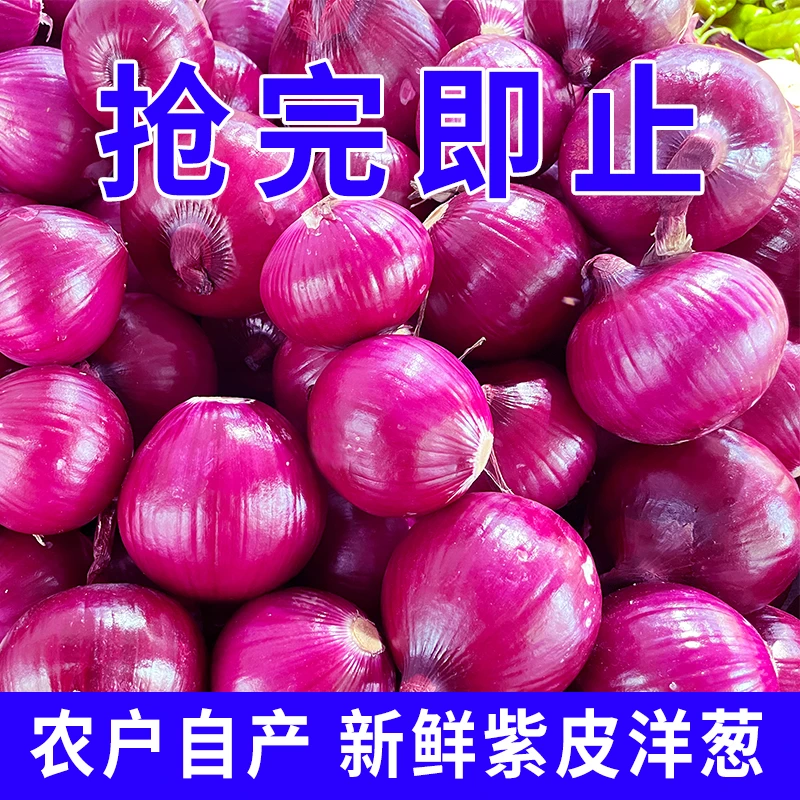 云南洋葱紫红水果紫皮新鲜葱头多汁现挖批发自种圆葱农家生吃蔬菜