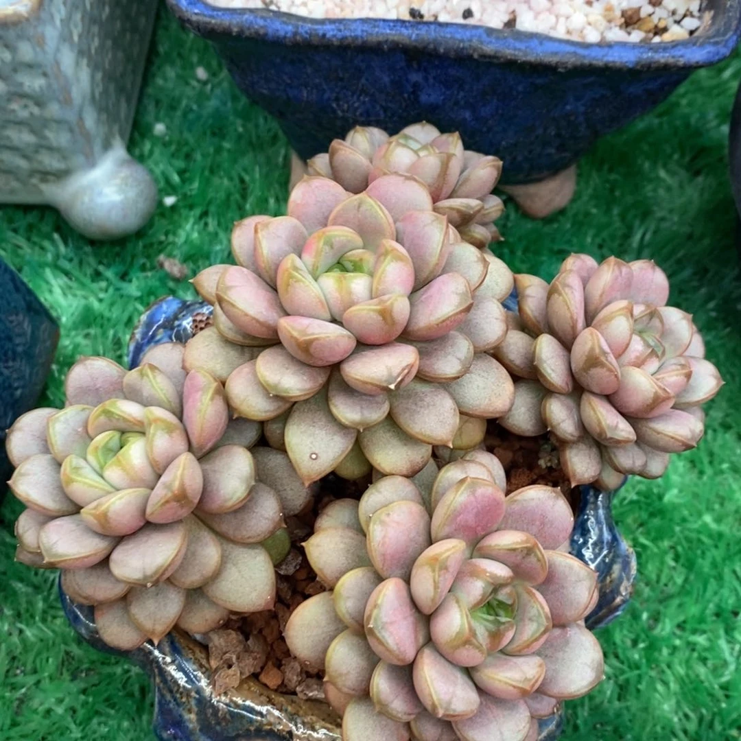 铁***侠铁锤猪猪侠葡萄多肉植物盆栽