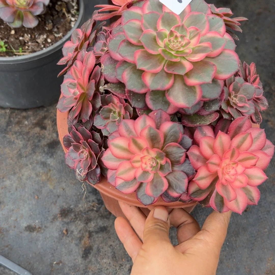 61黑魔锦多肉植物系