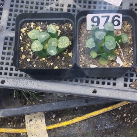 976万象一物一图如图